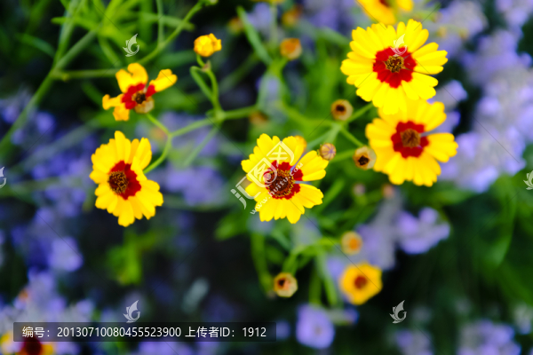 雪菊-匯圖網(wǎng) www.fosd68.com 雪菊