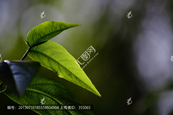 葉