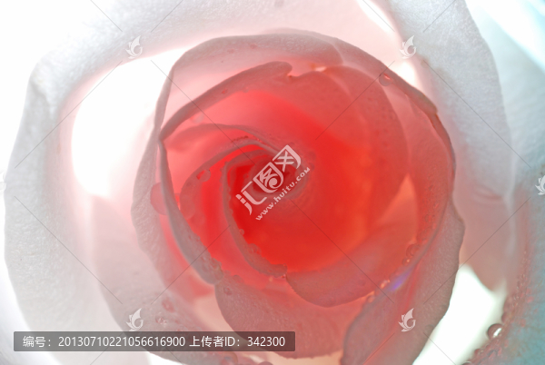 逆光的玫瑰