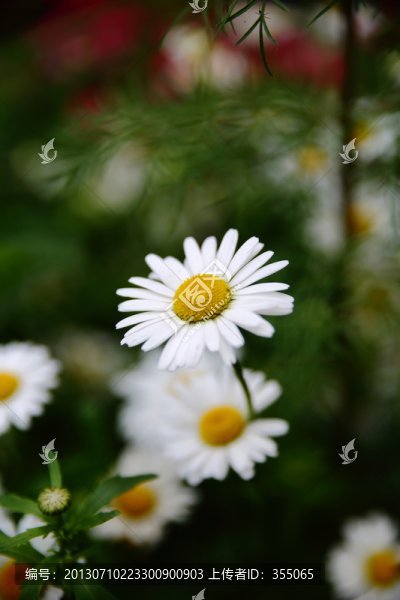 菊花