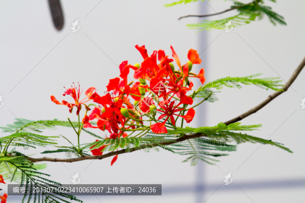 鳳凰木