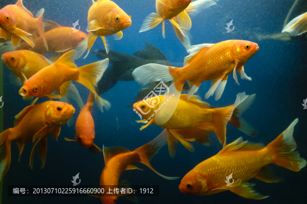 金魚