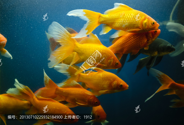金魚
