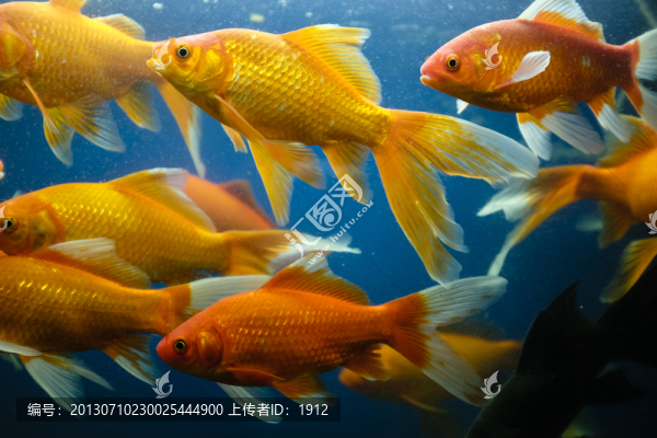 金魚