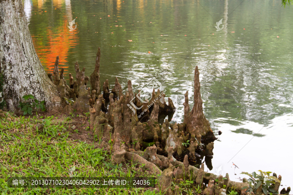 越南胡志明故居,普隆樹(shù)