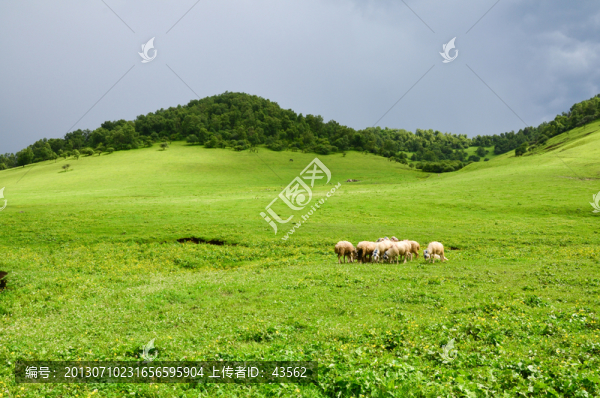 美麗的草原牧場