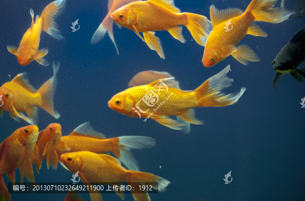 金魚