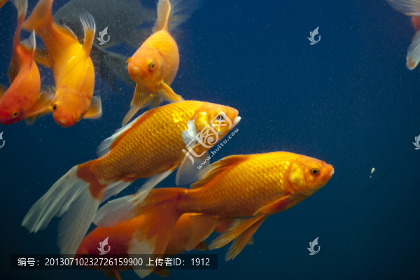 金魚