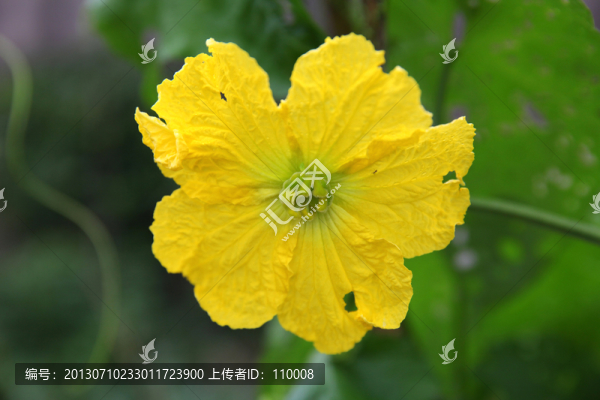 絲瓜花
