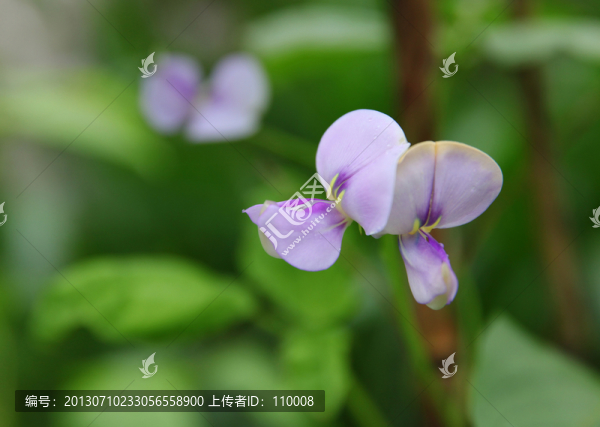 長(zhǎng)豆角花