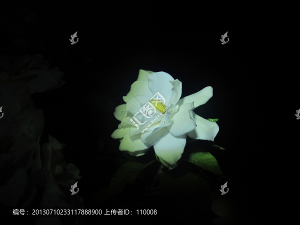 梔子花