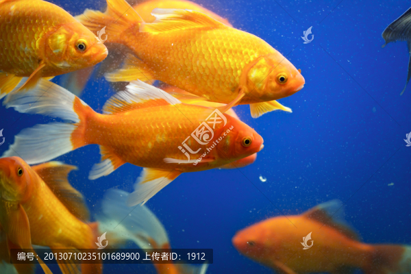 金魚