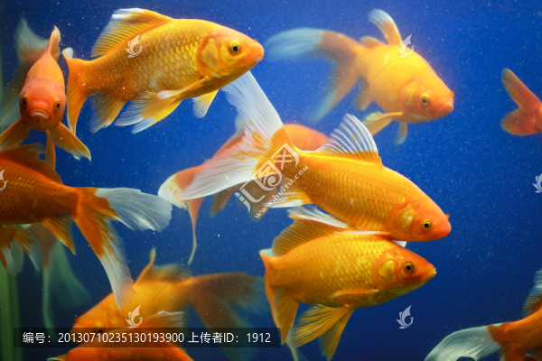 金魚