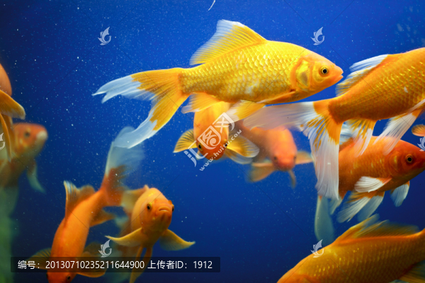 金魚