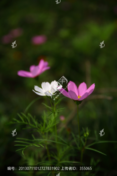 格?；? title=