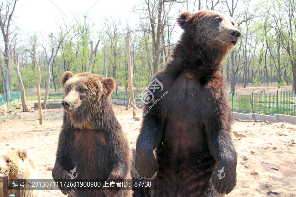 動(dòng)物園