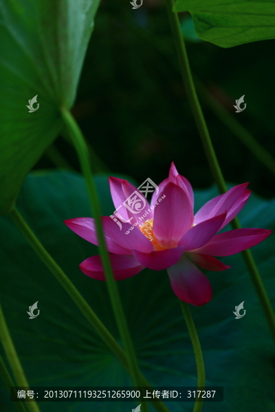 荷花