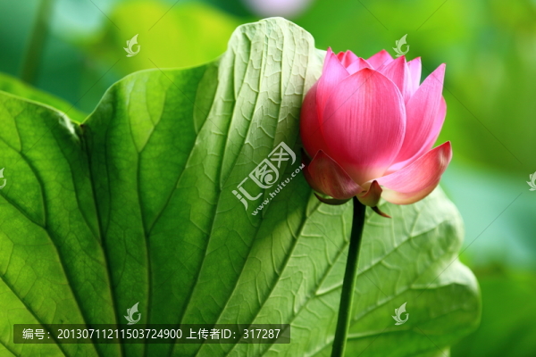 荷花