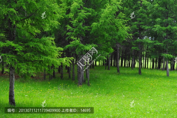 松林草地