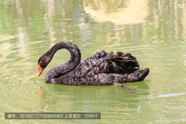 天鵝