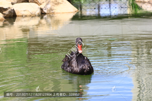 黑天鵝