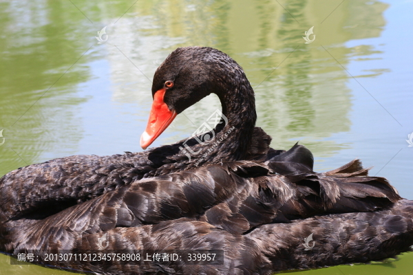 黑天鵝