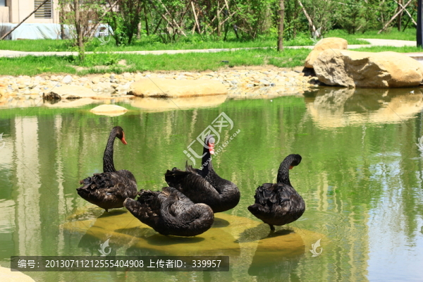 黑天鵝