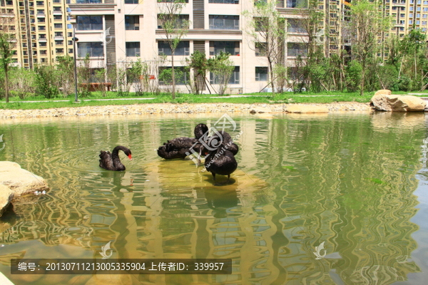 黑天鵝