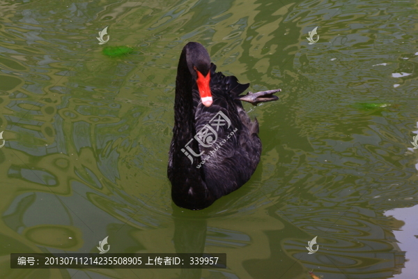 黑天鵝