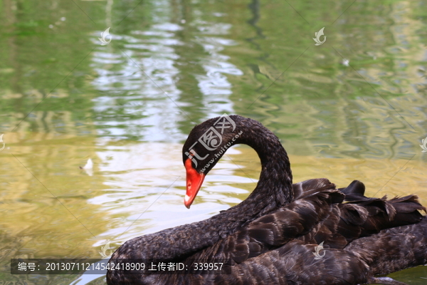 黑天鵝