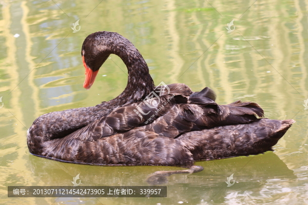 黑天鵝