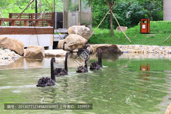 黑天鵝