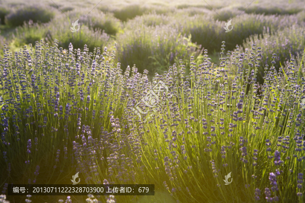 薰衣草