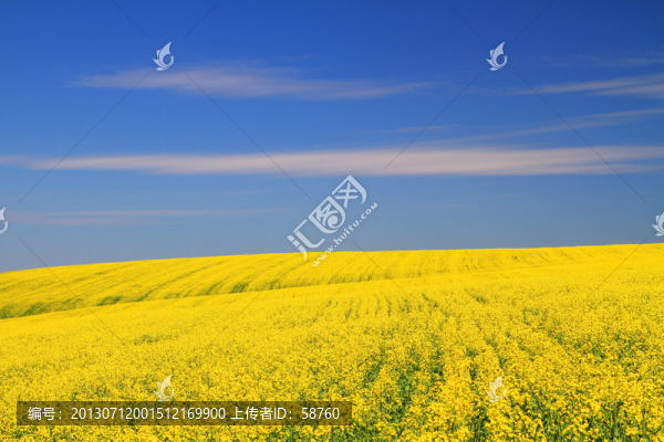 呼倫貝爾花野