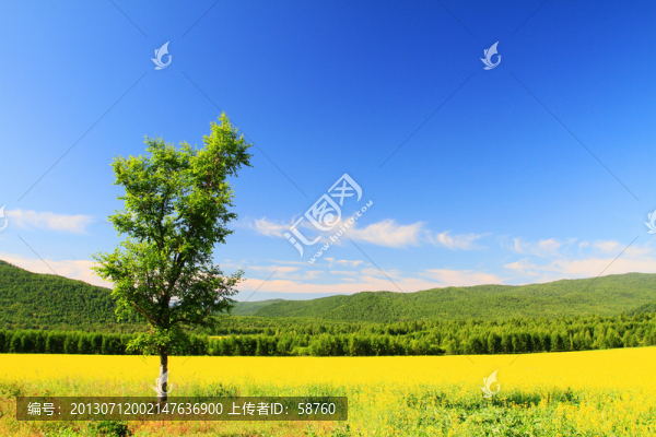 田野油菜花