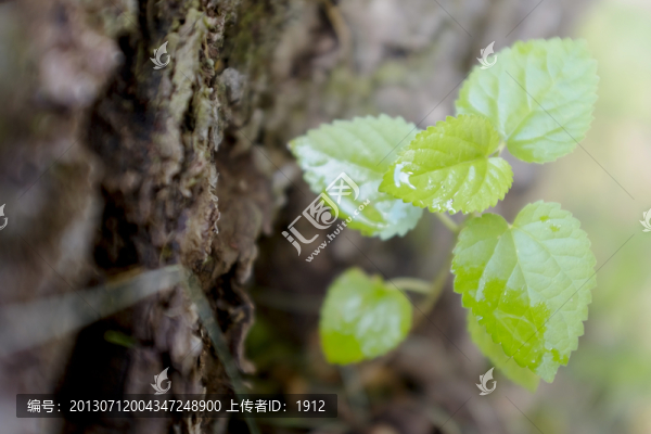 樹葉