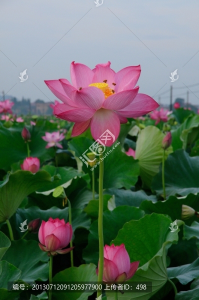 荷花