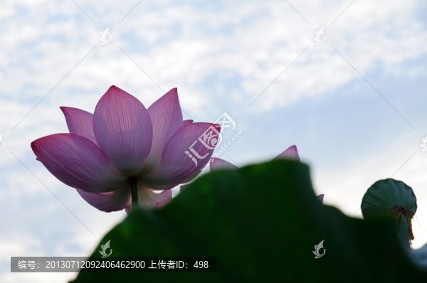 荷花蓮蓬