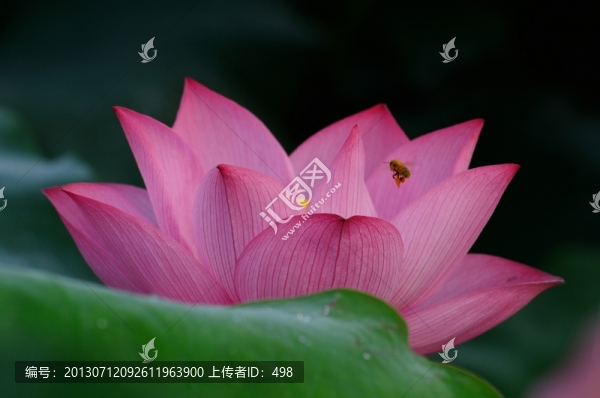 荷花,,特寫