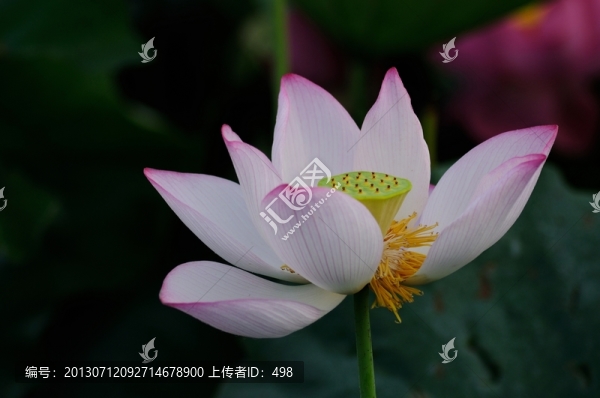 荷花