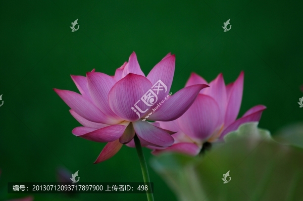荷花特寫(xiě)