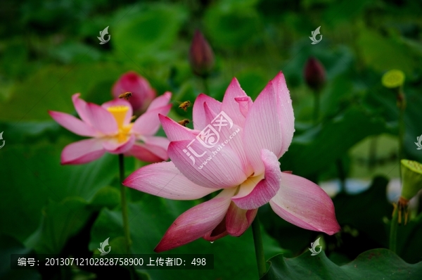 荷花