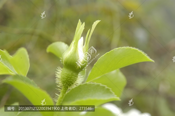 初春花雷