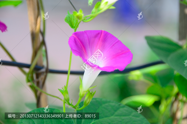 牽牛花