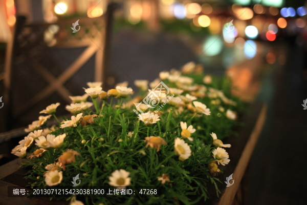 菊花夜景