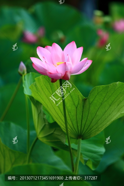 荷花