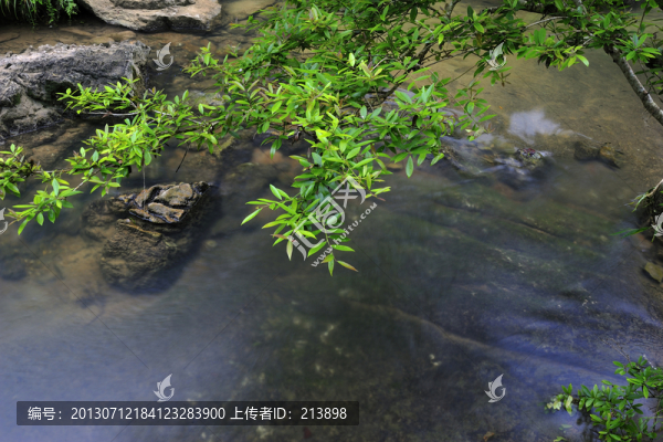 小溪與樹葉