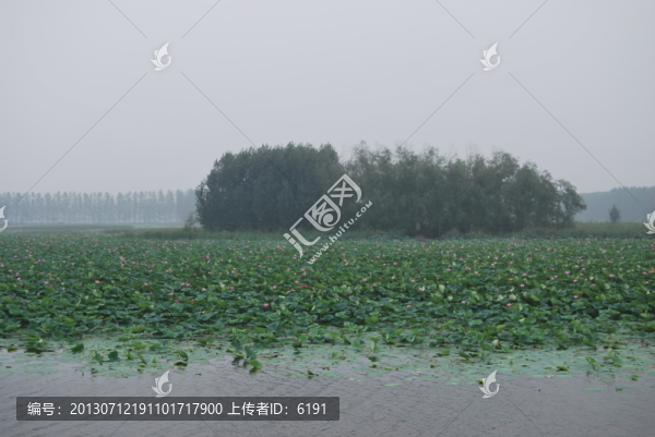 山東,微山湖,景致