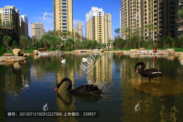 黑天鵝