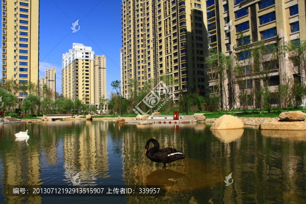 黑天鵝